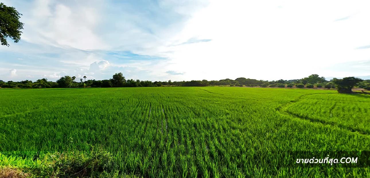 Land For Sale ขุนคง, หางดง, เชียงใหม่ — photo 1