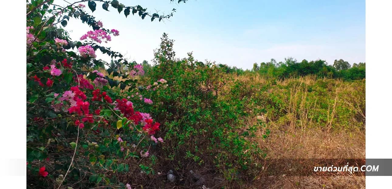 ขายที่ดิน ต.บ้านเก่า อ.พานทอง จ.ชลบุรี เนื้อที่ 3 ไร่ 3 งาน 0 ตร.ว. 4