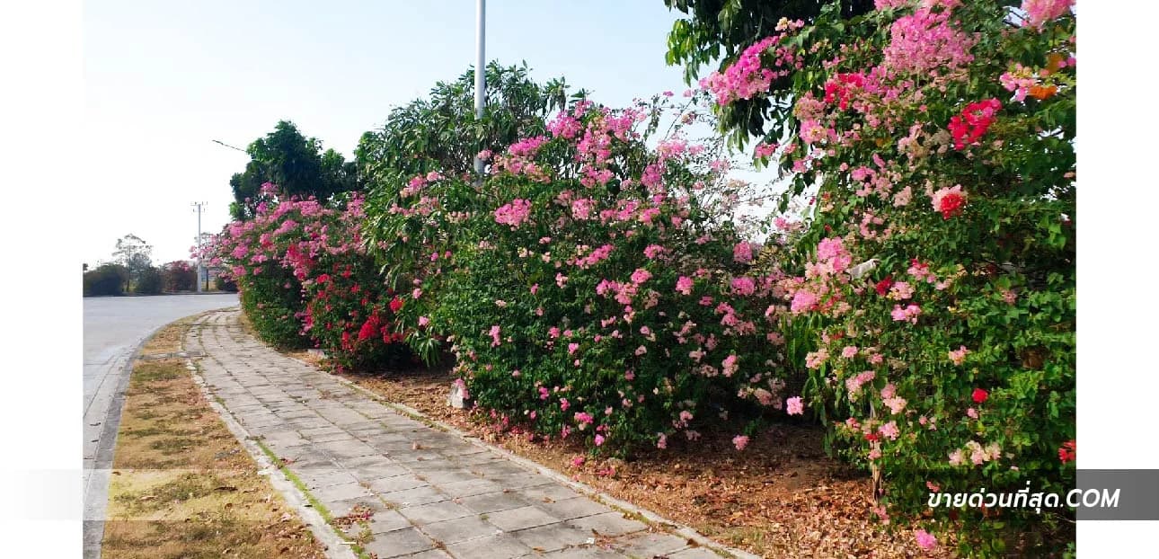 ขายที่ดิน ต.บ้านเก่า อ.พานทอง จ.ชลบุรี เนื้อที่ 3 ไร่ 3 งาน 0 ตร.ว. 5