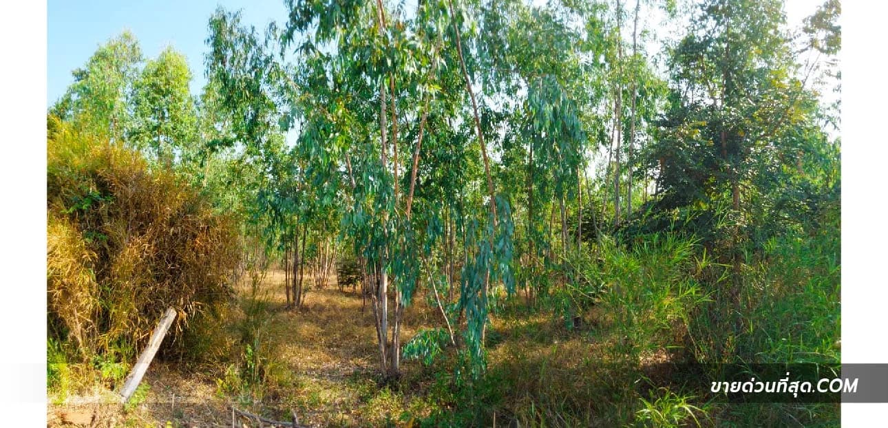 Land For Sale ประสุข, ชุมพวง, นครราชสีมา — photo 1