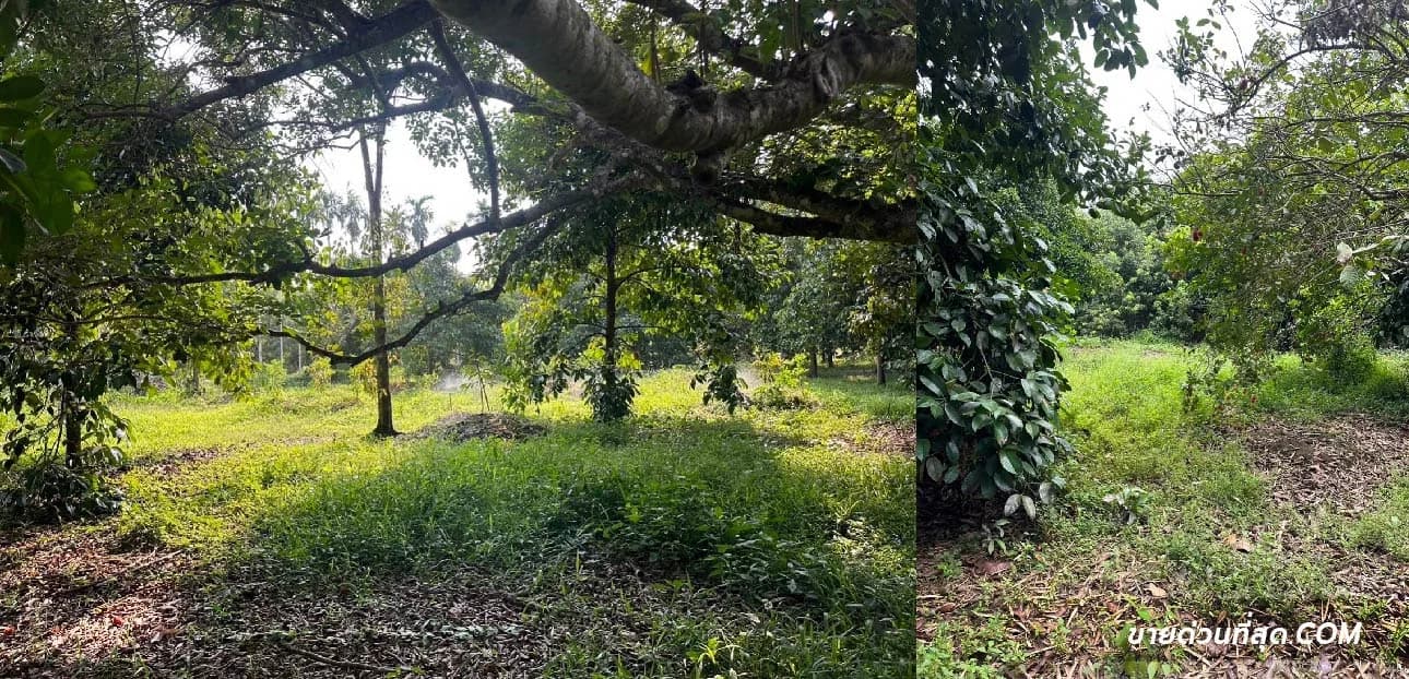 Land For Sale วังโตนด, นายายอาม, จันทบุรี — photo 1