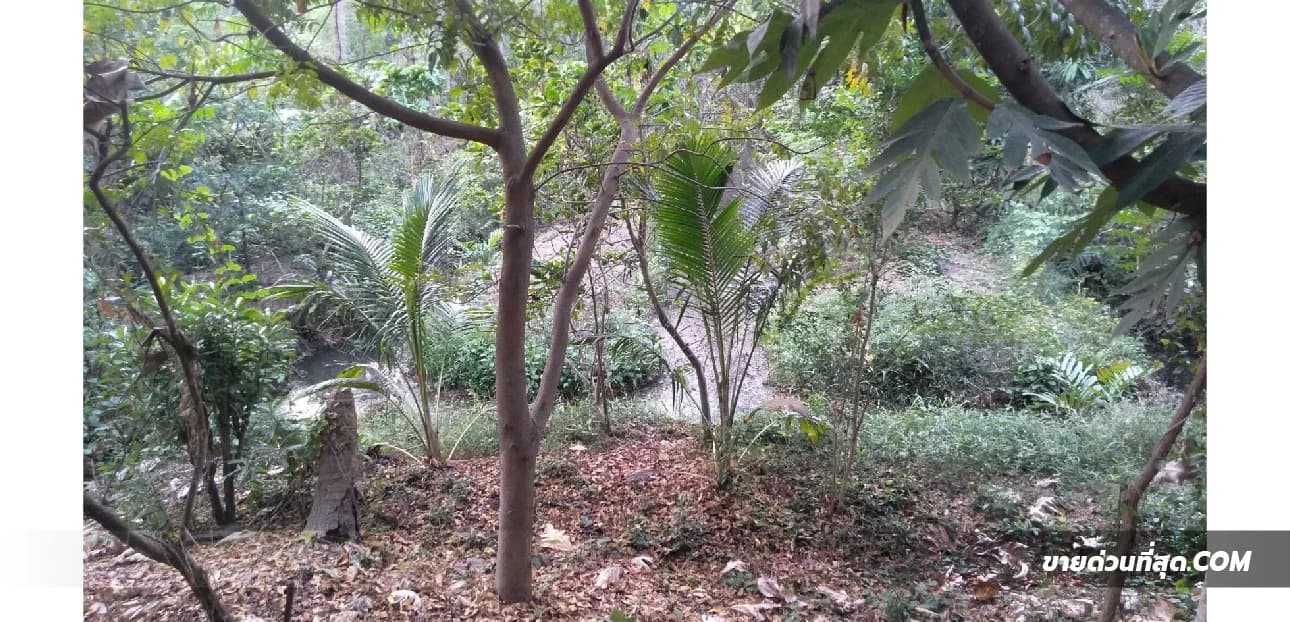 ขายที่ดินติดรีสอร์ท Bangkok Tree House บางกระเจ้า 2 ไร่ 2 งาน 1