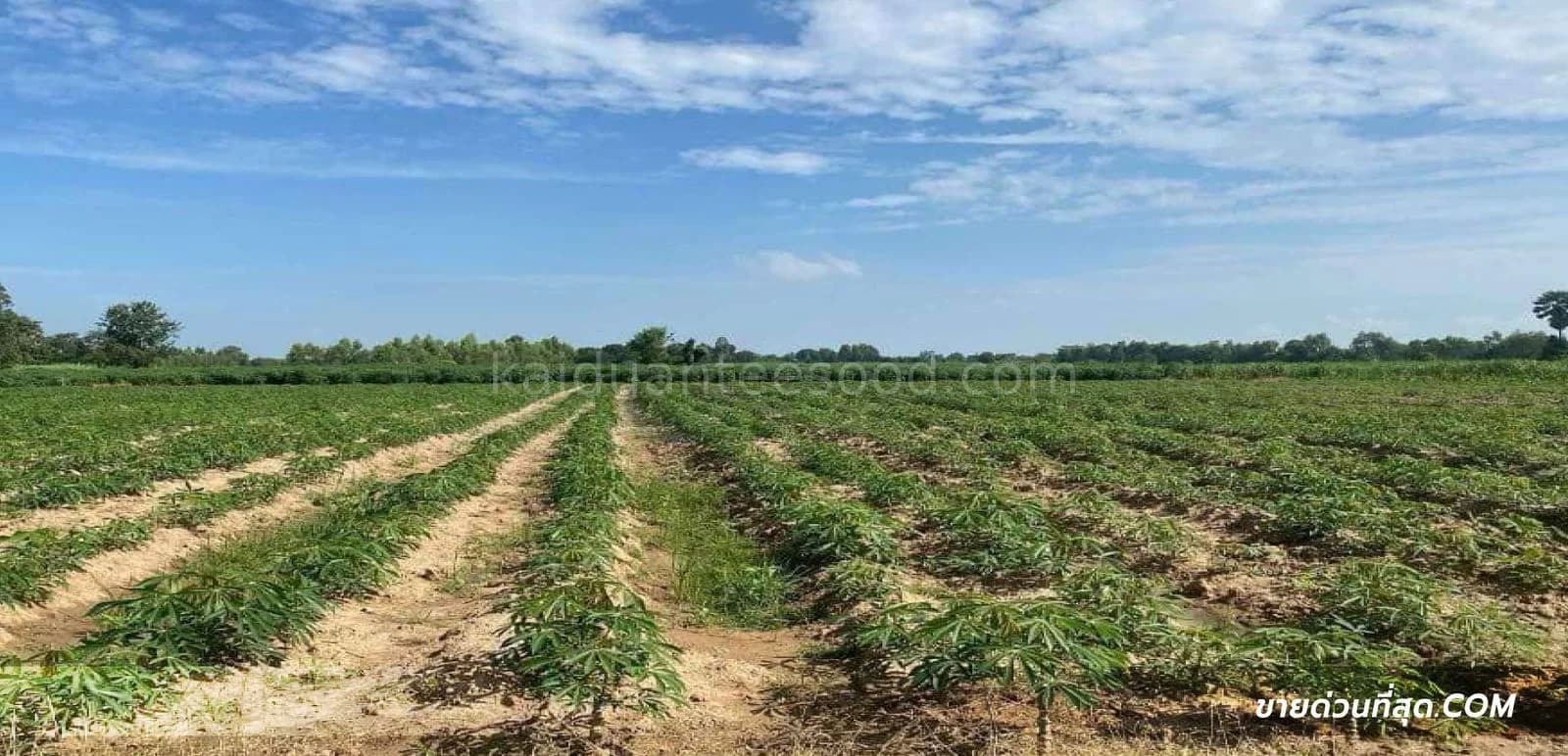 Land for sale, 27-2-41 square wah, Lao Khwan District, Kanchanaburi Province. 3
