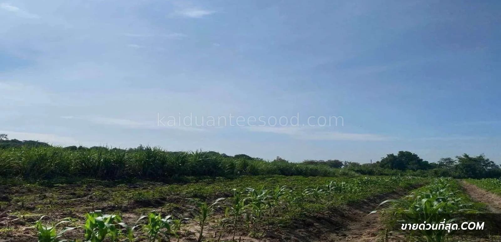 Land for sale, 27-2-41 square wah, Lao Khwan District, Kanchanaburi Province. 4
