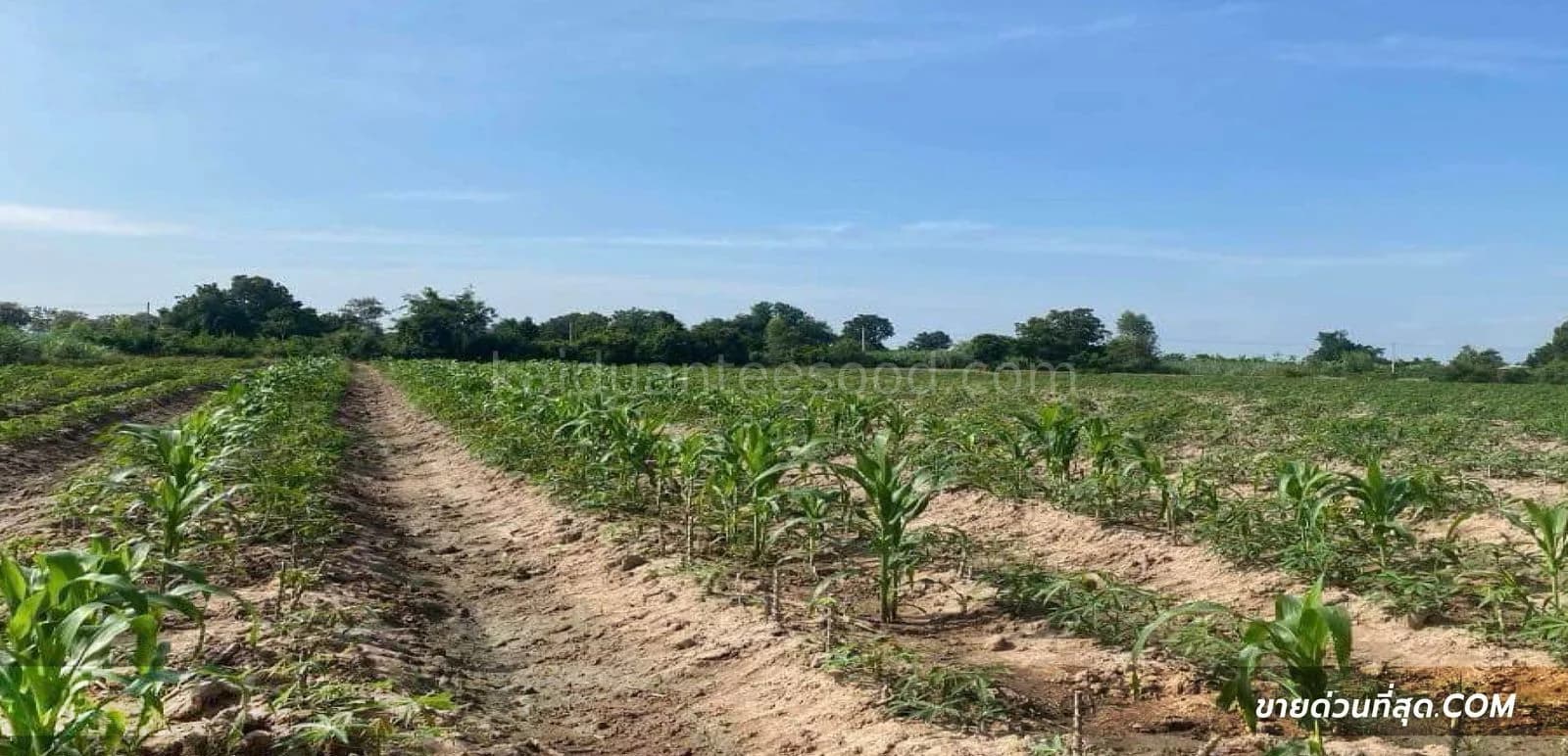 Land for sale, 27-2-41 square wah, Lao Khwan District, Kanchanaburi Province. 5