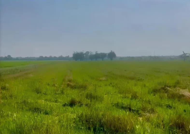 Land For Sale กระทุ่มราย, หนองจอก, กรุงเทพมหานคร — photo 1