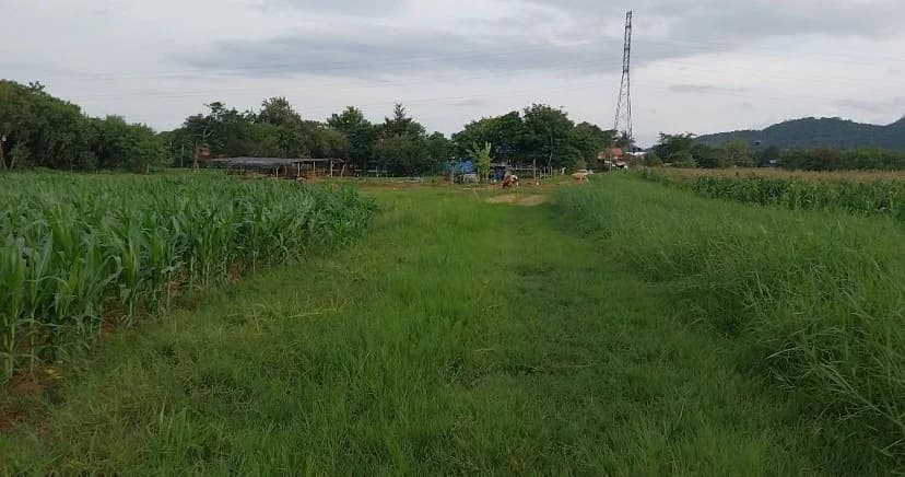 ขายที่ดิน 10 ไร่ 0 งาน 60 ตร.ว. ใกล้ถนนมิตรภาพ และไทวัสดุ ปากช่อง-เขาใหญ่ 5