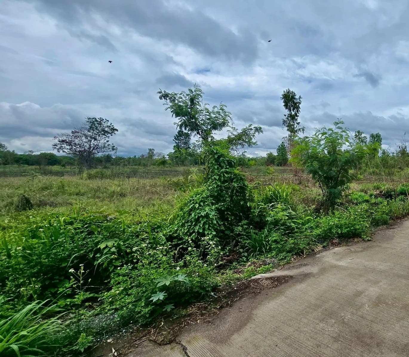 Land for sale in Lamphun, 19-0-6 rai, near Road No. 1184 and Pasang Vo 2