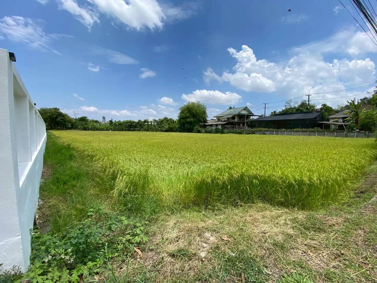 ขายที่ดินแม่ริมเชียงใหม่ 3-1-26 ไร่ ใกล้โรงเรียนนานาชาติเปรม ติณสูลานนท์ 2