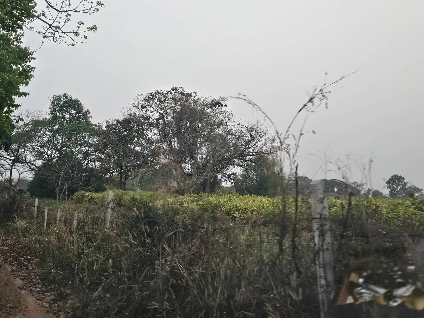 Land for Sale in Chiang Rai, Area 76 Rai 0 Ngan 70 Sq.Wah, Near Ban Lo 4