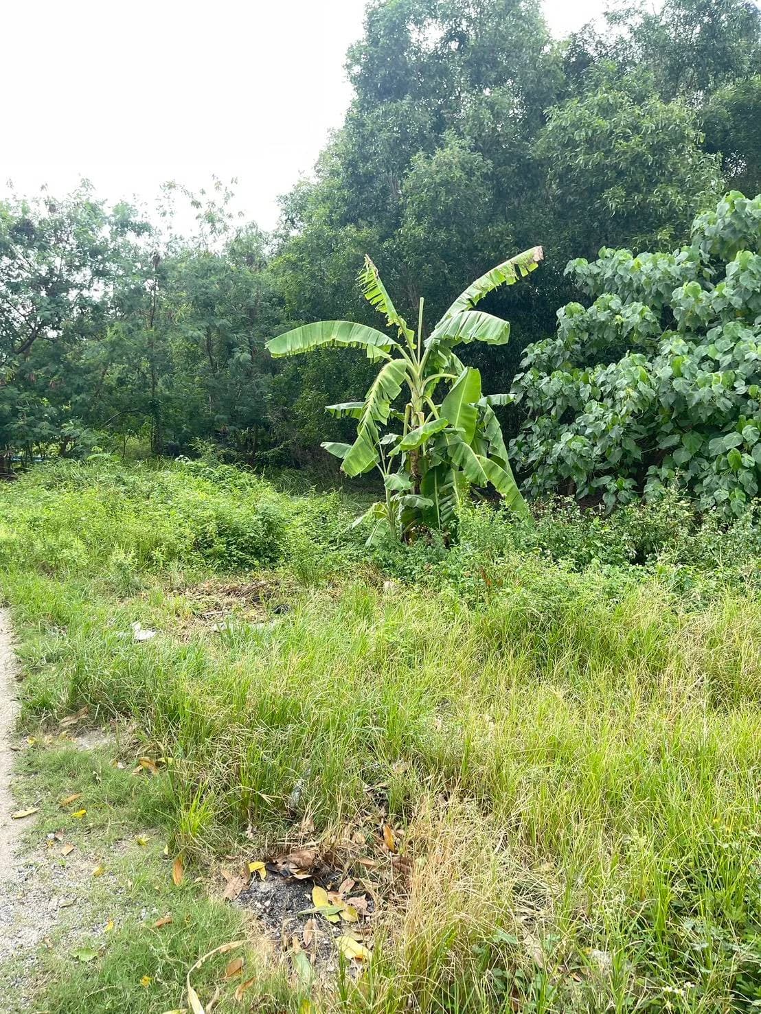 Land for Sale in Surat Thani  29 Rai 3 Ngan 57 Sq.Wah, Near Highway 42 3