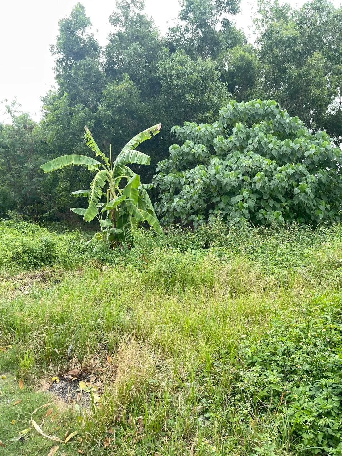 Land for Sale in Surat Thani  29 Rai 3 Ngan 57 Sq.Wah, Near Highway 42 4