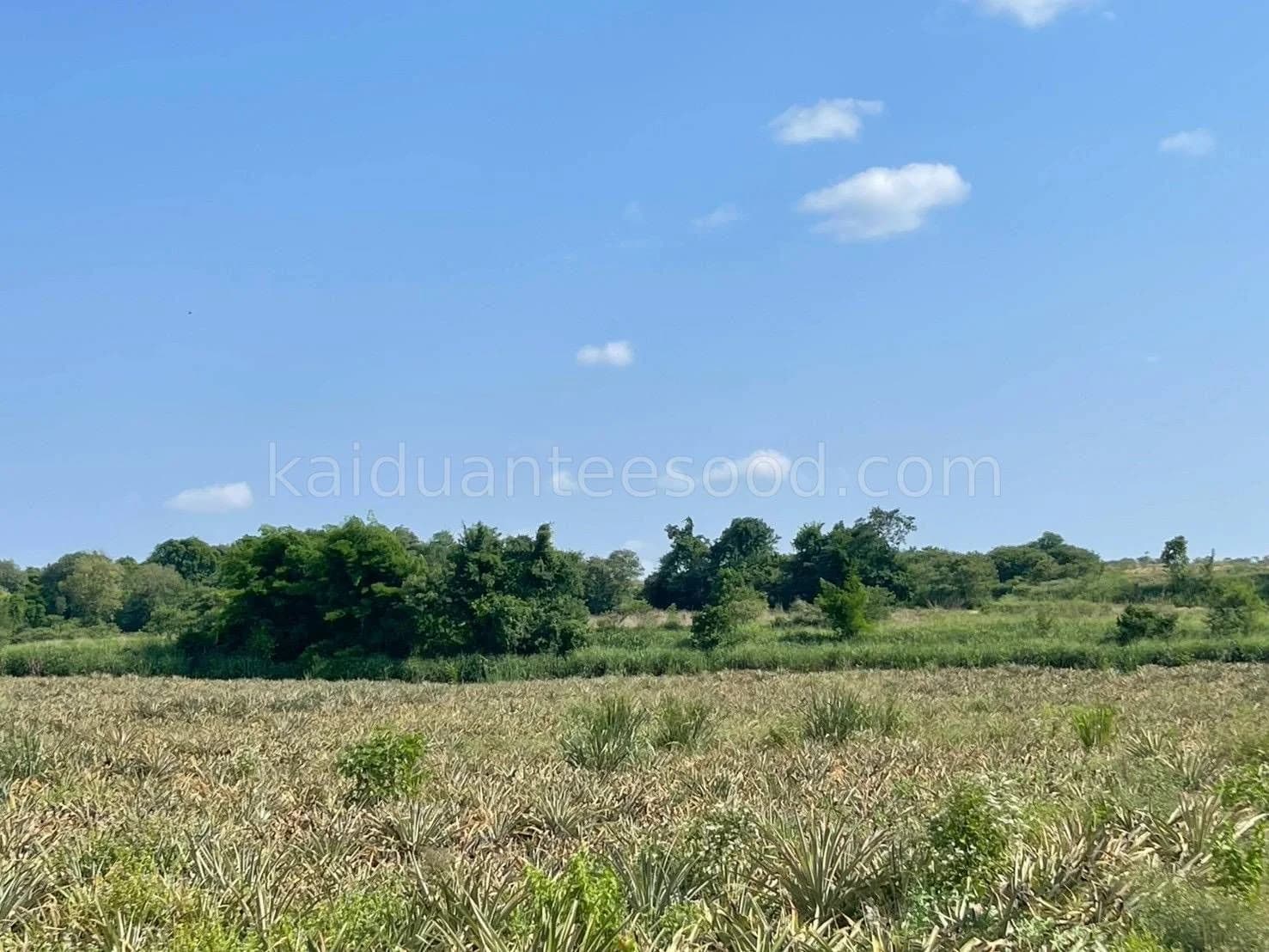 Land for Sale in Bo Win, 26 Rai 2 Ngan 77.9 Sq.Wah, Huai Hian Alley, Near Robinson Bo Win 2