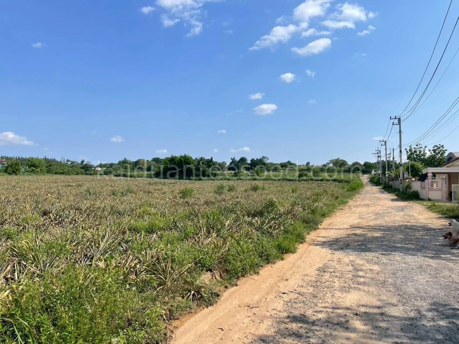 Land for Sale in Bo Win, 26 Rai 2 Ngan 77.9 Sq.Wah, Huai Hian Alley, Near Robinson Bo Win 3