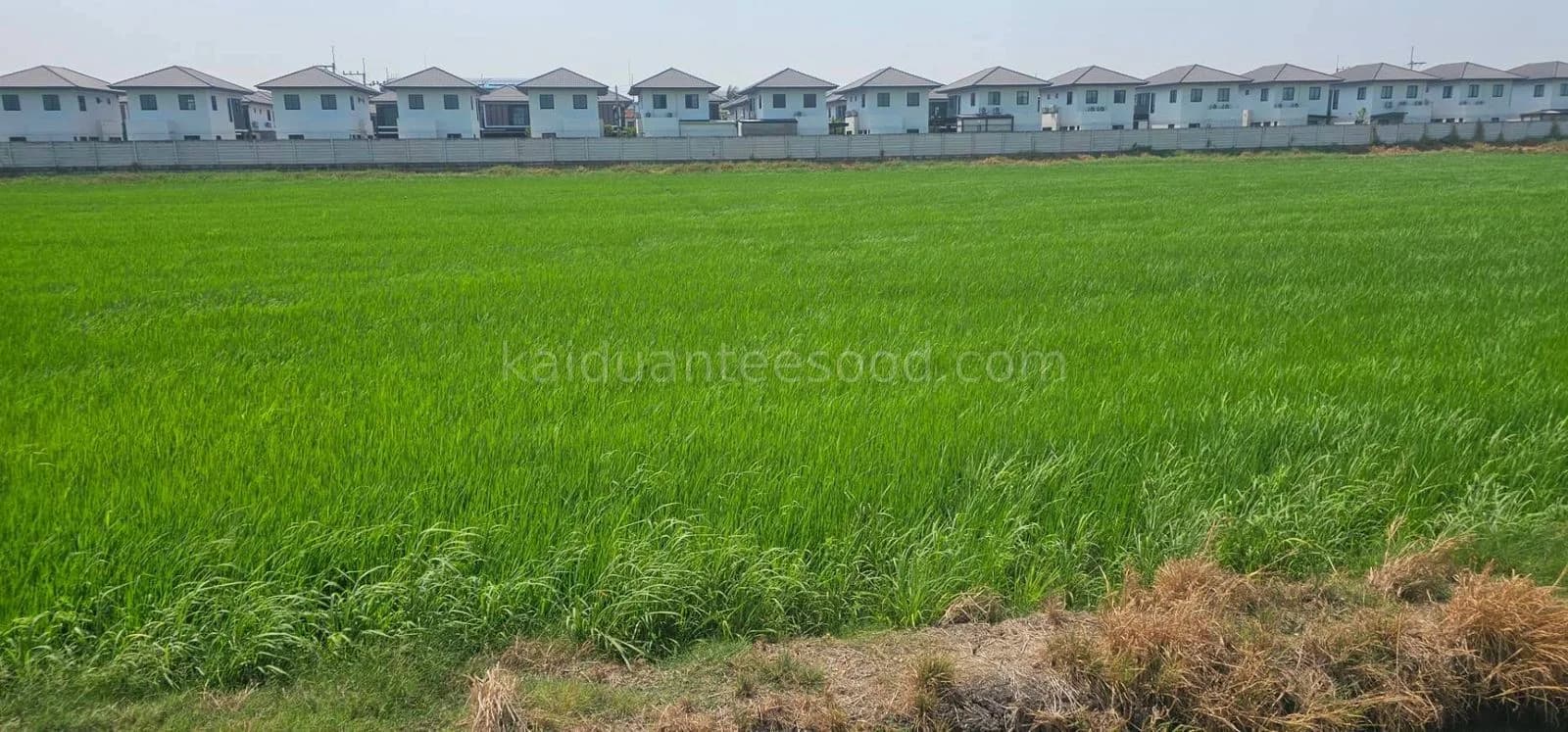 ขายที่ดิน เนื้อที่ 2 ไร่ 0 งาน 0 ตร.ว. ใกล้การไฟฟ้าส่วนภูมิภาคสาขาลำลูกกา 1