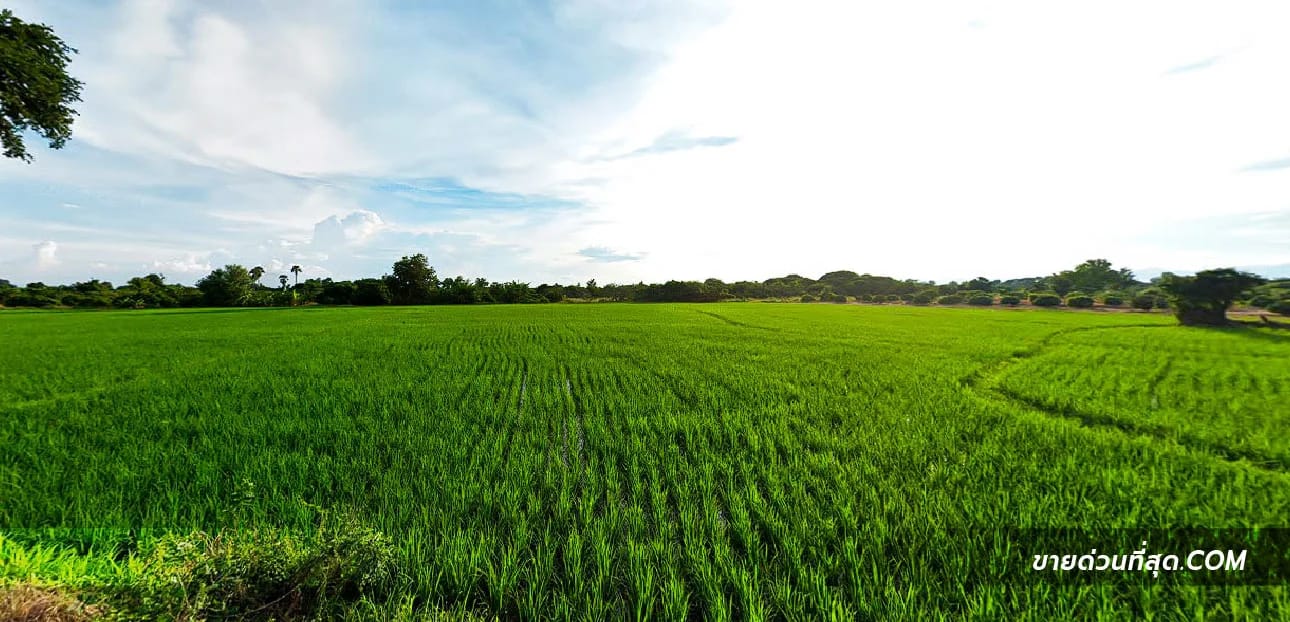 Land For Sale ขุนคง, หางดง, เชียงใหม่ — photo 1