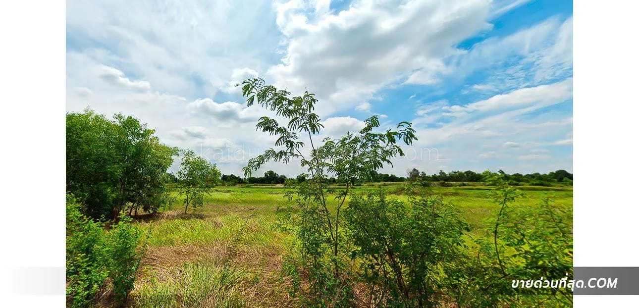 Land For Sale บึงกาสาม, หนองเสือ, ปทุมธานี — photo 1