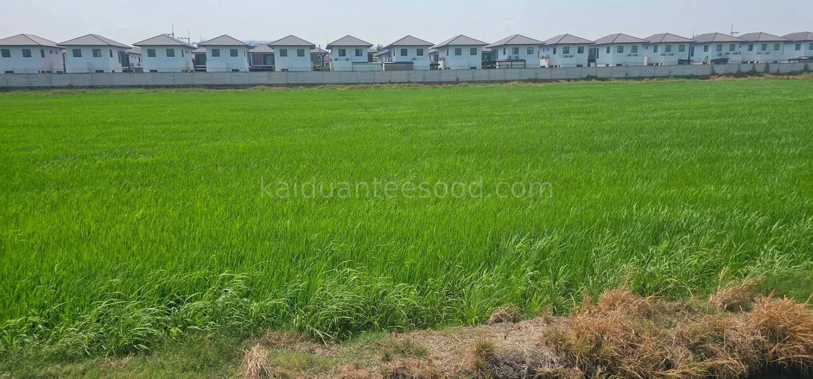 ที่ดินขาย บึงคำพร้อย ลำลูกกา ปทุมธานี — รูปที่ 1