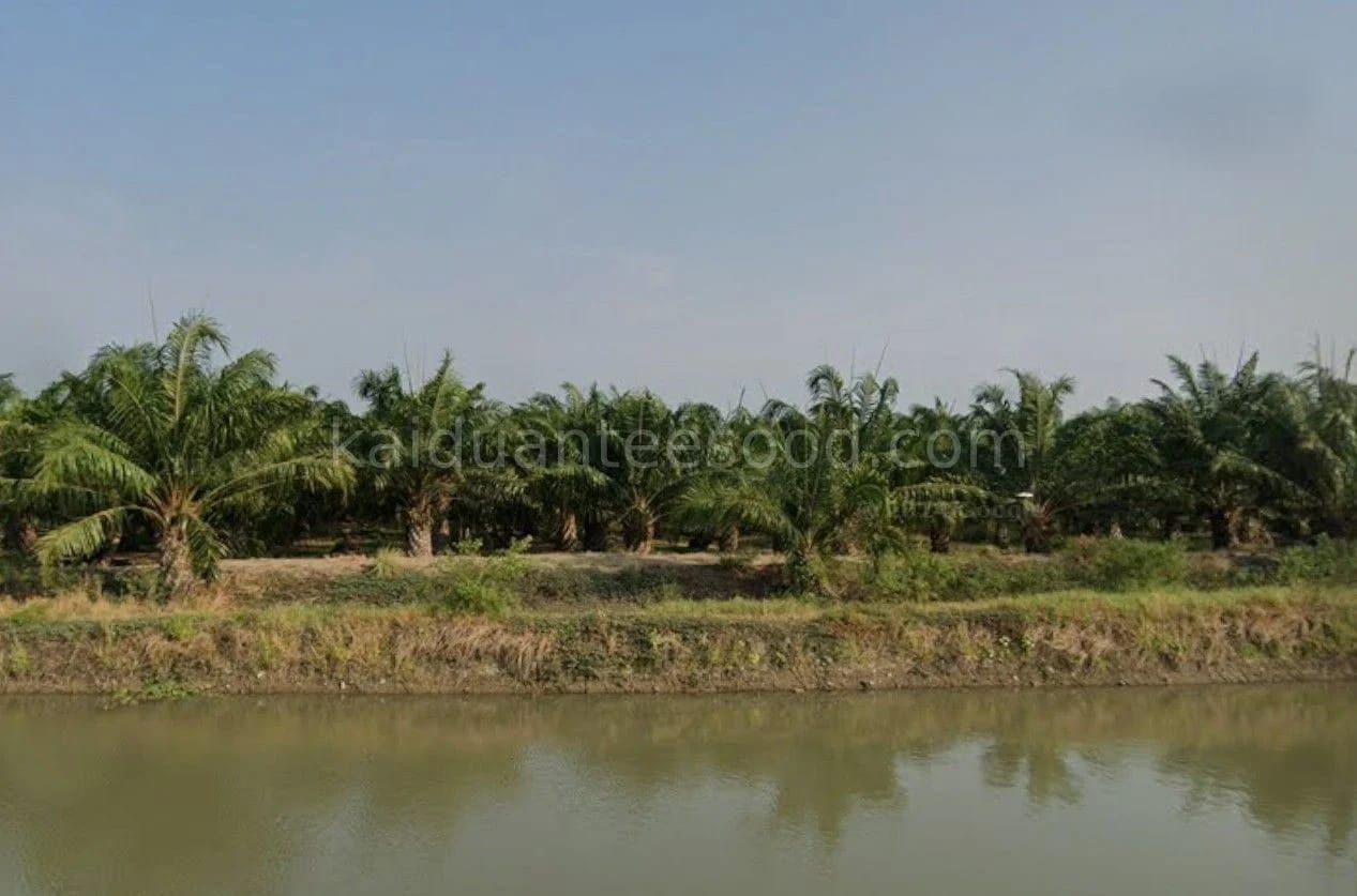ที่ดินขาย บางหลวง บางเลน นครปฐม — รูปที่ 1